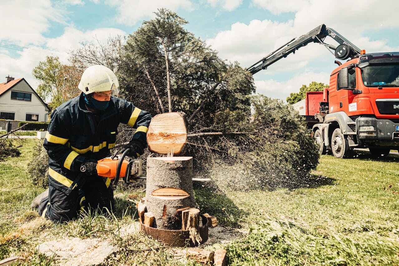 Best Tree Pruning Services  in Meridian, TX